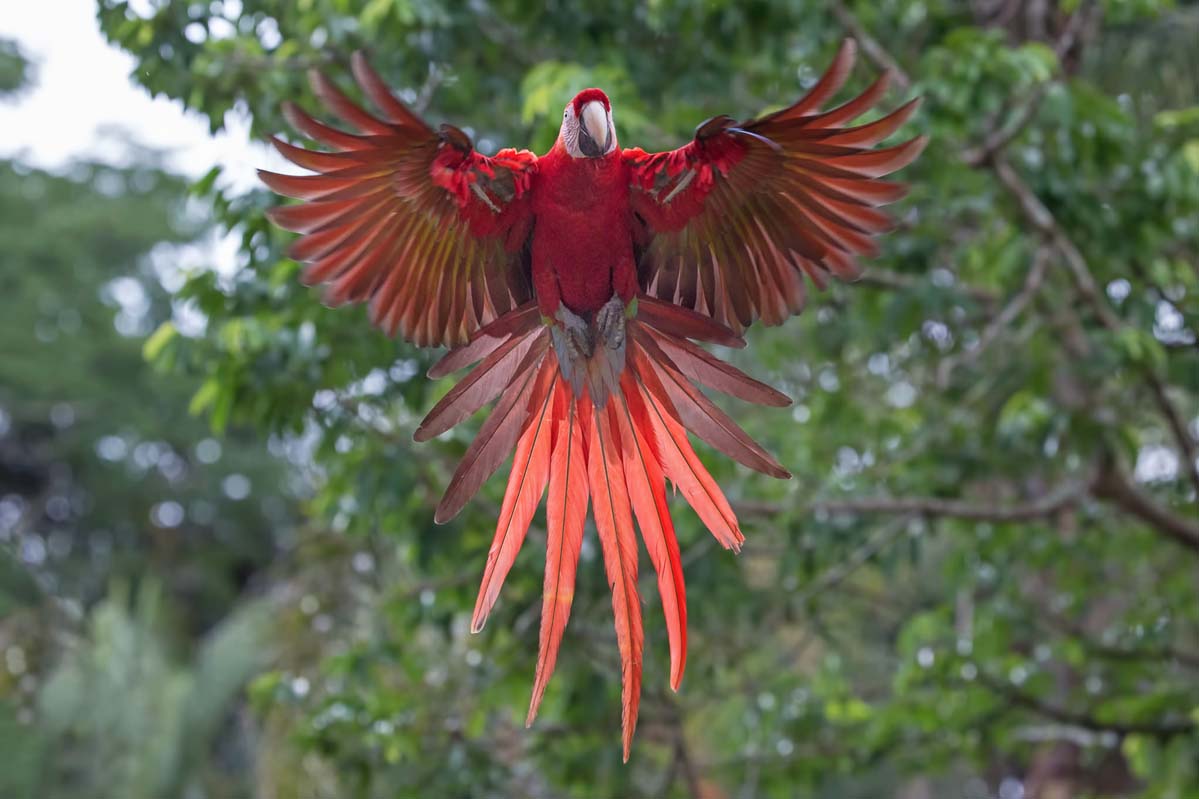 Ara Macao, Costa Rica, 2014. Ce grand perroquet mesurant de 84 à 86 cm peut vivre jusqu'à 75 ans. © Phoo Chan