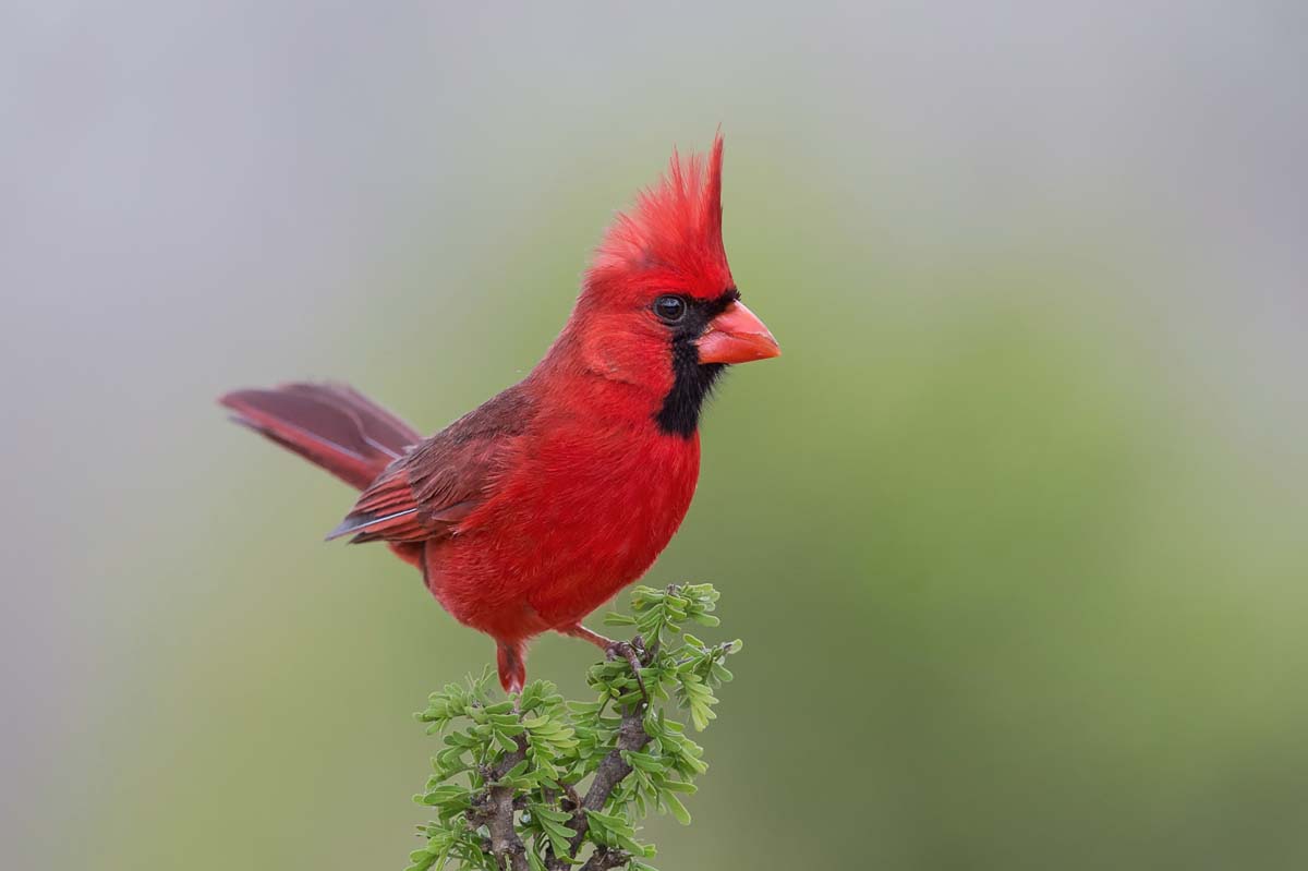 Cardinal rouge, Texas, 2013. Le nom de cet oiseau vient de la couleur rouge du plumage du mâle qui rappelle les vêtements des cardinaux catholiques. © Phoo Chan