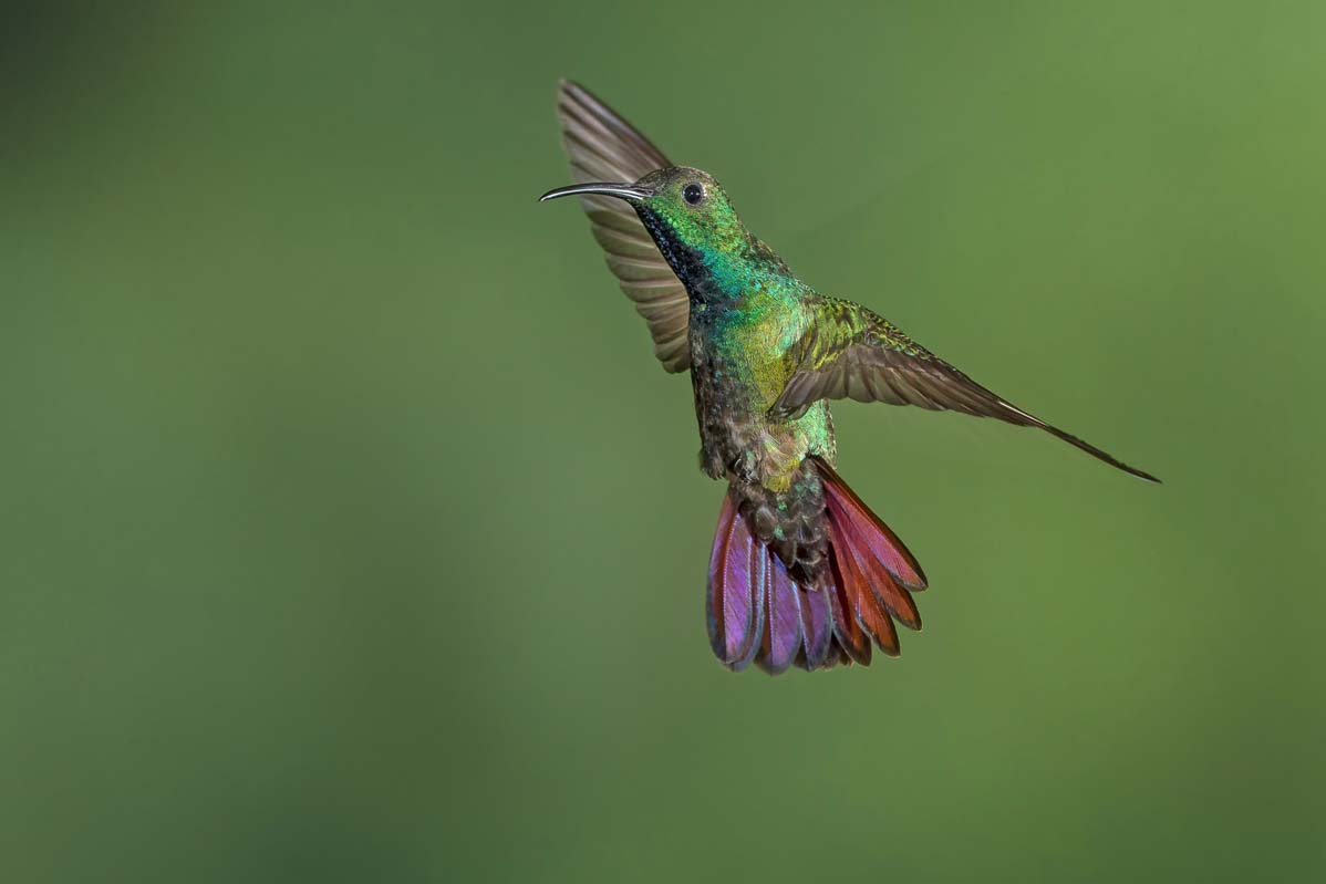 Colibri, 2011-2014. Remarquable par sa petite taille, le colibri volette de fleur en fleur pour se nourrir de nectar_2 © Phoo Chan