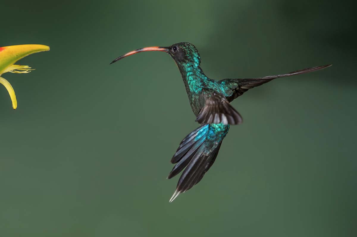 Colibri, 2011-2014. Remarquable par sa petite taille, le colibri volette de fleur en fleur pour se nourrir de nectar_3 © Phoo Chan