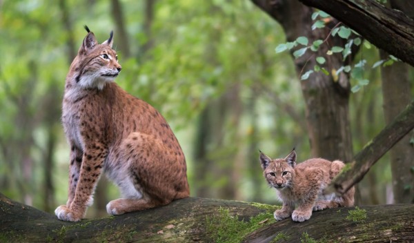 Lynx mère et fille dans les forêts de Franche-Comté © Les Saisons