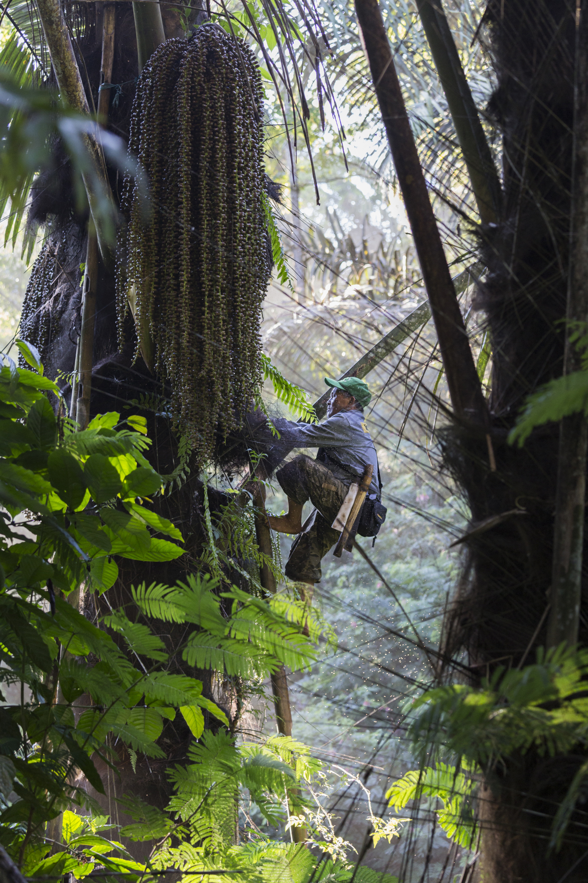 Indonésie, des palmiers à sucre contre le dérèglement climatique. Photographie : Guillaume Collanges.