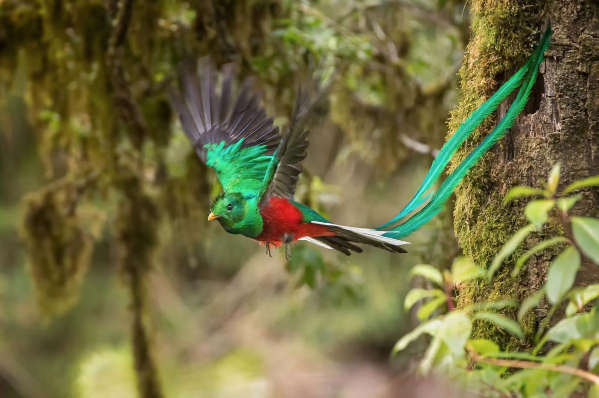 Quetzal resplendissant, Costa Rica, 2014. Cet oiseau est présent sur l’emblème du Guatemala, dont il est l'oiseau national. © Phoo Chan