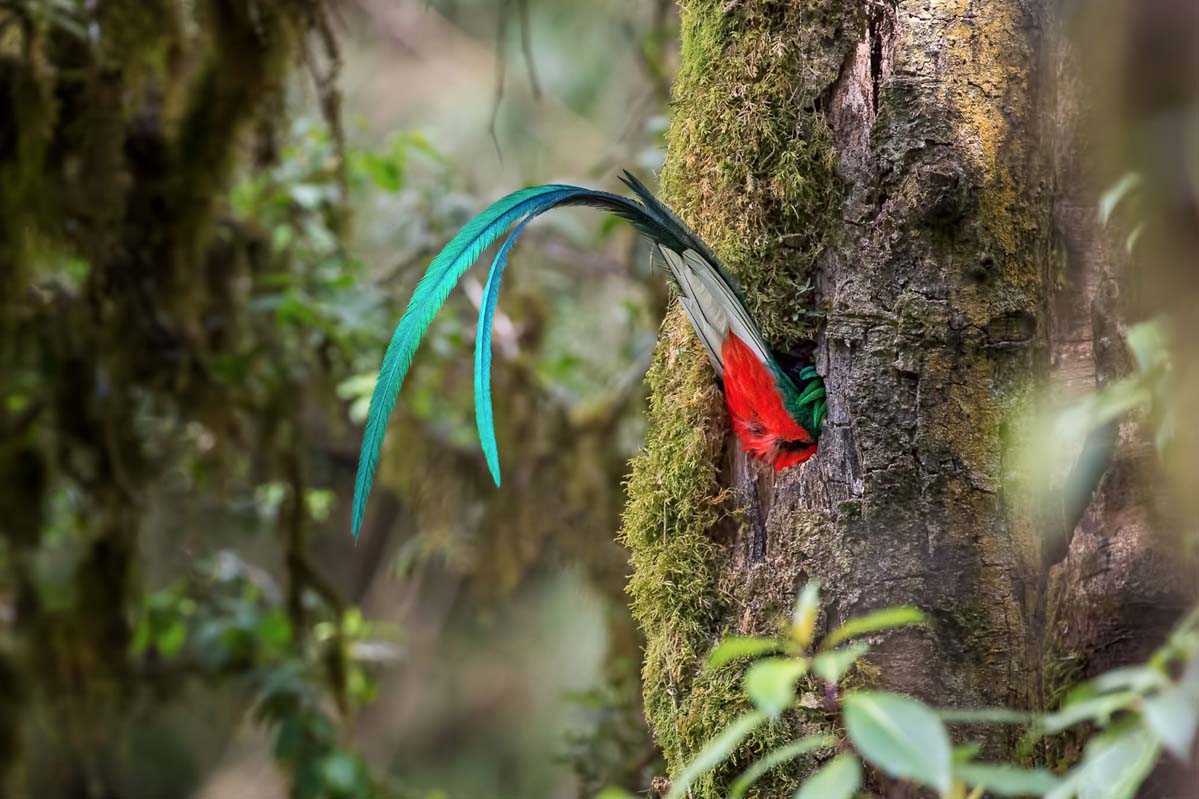 Quetzal resplendissant, Costa Rica, 2014. Les plumes sous-caudales du mâle peuvent atteindre 1 mètre de long. © Phoo Chan